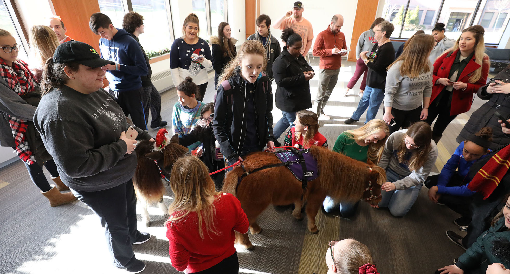 mini therapy horses 11 12.12.18.jpg